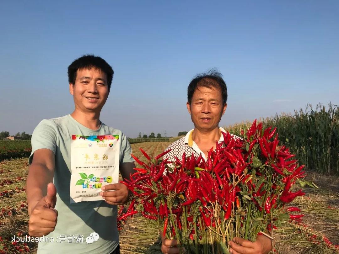 Haoguofeng has obvious effect on color change and yield increase in pepper